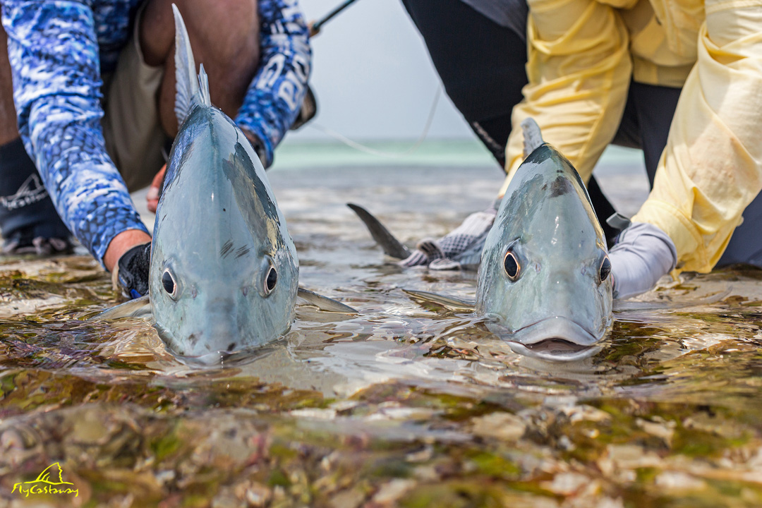 Fly fishing for Giant Trevally in Seychelles and St Brandon's Atoll -  FlyCastaway